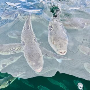 淡路島三年とらふぐ　 自宅で高級てっちり鍋をお取り寄せ｜意外と知らないふぐの豆知識も！