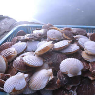 冷凍ベビーほたて｜人気のお取寄せ｜厳選された陸奥湾のベビーほたてを産地直送