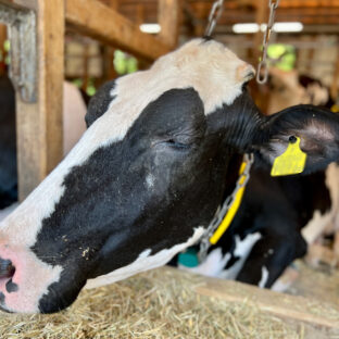 A2ミルクってなに?新鮮な牛乳とは?おすすめのA2タイプの牛乳・ヨーグルトのお取り寄せ