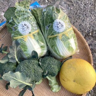 TikTokライブ配信商品！【徳島県阿波市】GOTTSO阿波セレクト3種詰合せ約2.8㎏（ミルフィー菜含む）