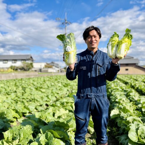 【徳島県阿波市】ミニ白菜『ミルフィ〜菜』６個　※11月中旬〜1月末