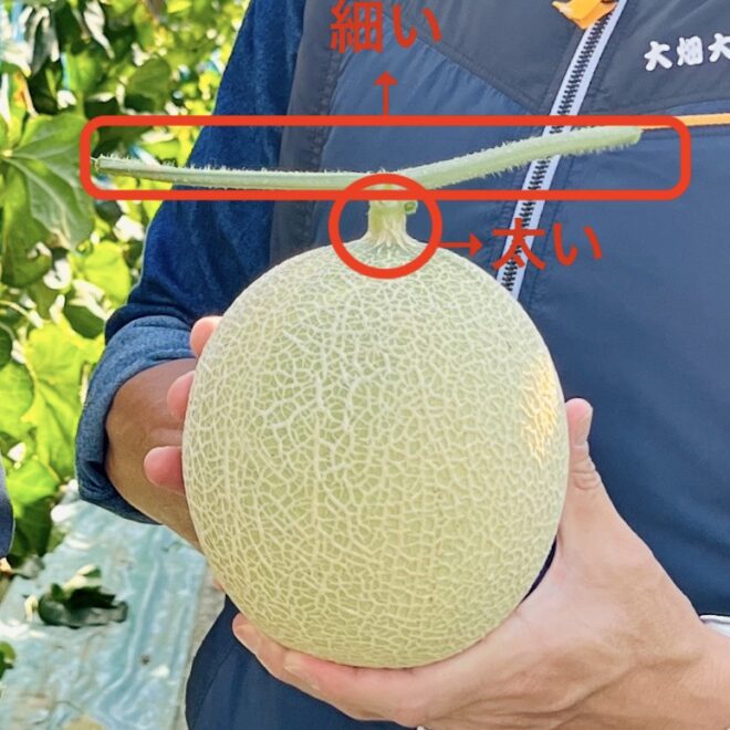 メロンの一番美味しい食べ頃はいつ？ メロンの食べ頃はいつ？タイミングの見極め方とアレンジレシピを