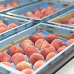 和歌山県からおすすめの桃がデビューしました