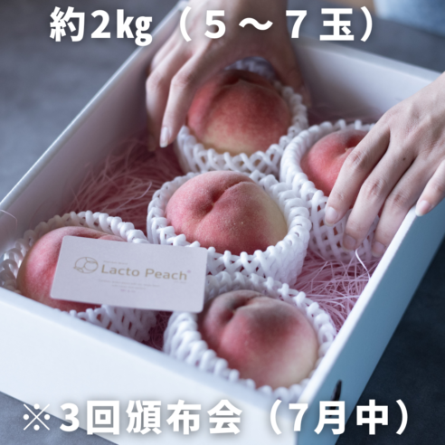 7月3回頒布会【和歌山県紀の川市桃山町】品種違いでLacto Peach(ラクトピーチ）約2㎏×3回お届け　※7月中