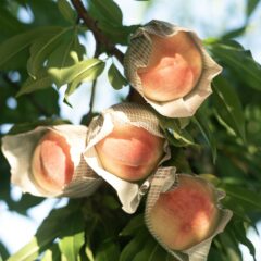 Lacto Peach（ラクトピーチ）とは？和歌山・あら川生まれ”育てる人も食べる人も笑顔になる”新ブランド