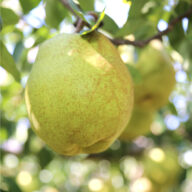 ※10月下旬〜11月上旬販売予定【山形県山形市産】ラ・フランス（秀）　5kg