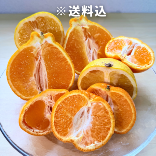 【大阪中央卸売市場から】＜訳あり＞約3kg国産柑橘詰め合せ フードロス削減に貢献！ ※2月～4月上旬