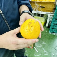 食品ロス削減のためにできること｜フルーツのプロが厳選する訳ありフルーツのお取り寄せ