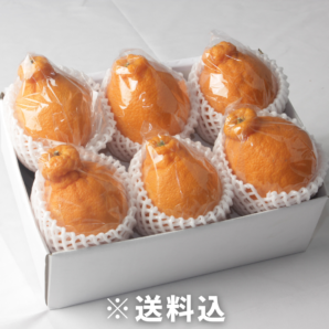 【大阪中央卸売市場から】＜正品＞こだわりの不知火（しらぬい）約1.5㎏（6玉） フードロス削減に貢献！