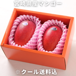 宮崎県産 完熟マンゴー（2L×2玉）｜ギフトにもおすすめ｜大阪中央卸売市場 ※5月中旬～7月下旬