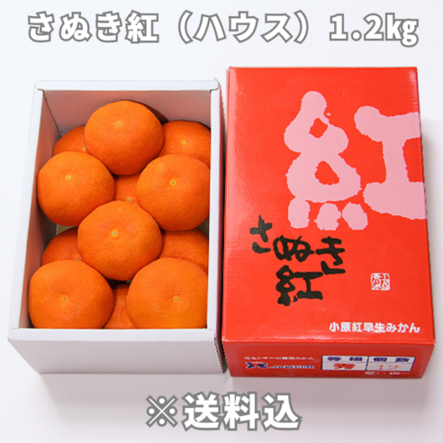 【大阪中央卸売市場から】＜正品＞さぬき紅（ハウスみかん）約1.2㎏