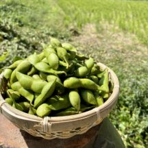 丹波篠山の川北黒大豆枝豆｜普通の枝豆とどう違うの？旬はいつ？｜どこで買える？