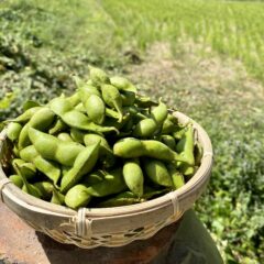 丹波篠山の川北黒大豆枝豆｜普通の枝豆とどう違うの？旬はいつ？｜どこで買える？