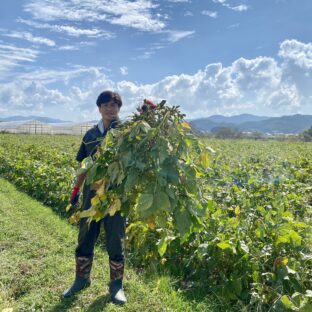 丹波篠山　黒大豆枝豆　鞘の黒い斑点（模様）は何？より美味しく食べるコツは？
