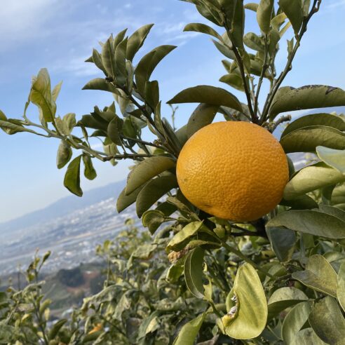 【和歌山県紀の川市】紀州の雫（柑橘4〜5種セット）約2kg