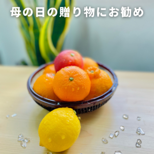 【母の日にもお勧め】柑橘3種詰め合わせ約2kg｜主井農園 柑橘セット（和歌山県有田郡）5月