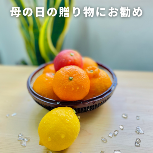 【母の日にもお勧め】柑橘3種詰め合わせ約2kg｜主井農園 柑橘セット（和歌山県有田郡）5月