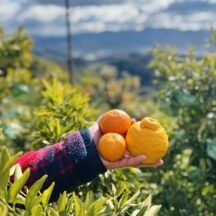 【柑橘】中晩柑って何？ 清見・不知火・三宝柑・たまみetc...いちばん美味しい時期は？