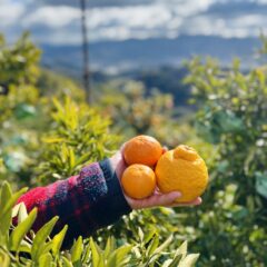 【柑橘】中晩柑って何？ 清見・不知火・三宝柑・たまみetc...いちばん美味しい時期は？