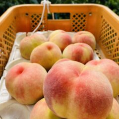 桃｜低農薬（農薬9割減）｜和歌山の桃 人気の通販　おすすめのお取り寄せ