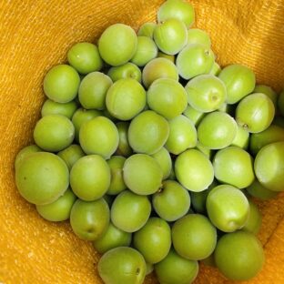 梅農家が梅干しにする梅の品種は？｜梅には毒がある！？｜意外と知らない梅のこと