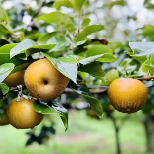 【茨城県】梨　適熟収穫　5kg　※8月〜12月上旬