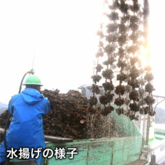 ワンランク上の冷凍食品　カキフライ（大粒）　一番美味しい時期に水揚げされた広島の牡蠣を使用！