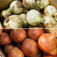 新玉ねぎと玉ねぎの違いって何？それぞれの特徴は？〜玉ねぎ王国淡路島の生産者さんに聞きました〜