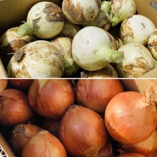 新玉ねぎと玉ねぎの違いって何?それぞれの特徴は?〜玉ねぎ王国淡路島の生産者さんに聞きました〜