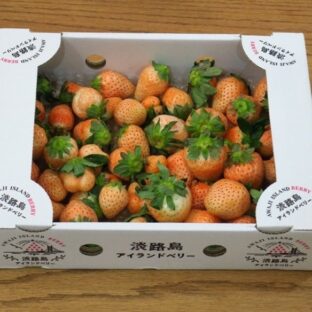 【兵庫県淡路市】淡路島アイランドベリー（白いちご）大畑大介商店限定「規格外：特大」 約1㎏　※1月～5月下旬