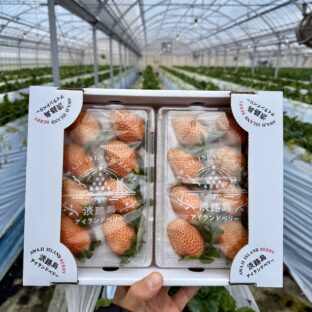 【兵庫県淡路市】淡路島アイランドベリー（白いちご）大畑大介商店限定「プレミアムセレクト（２L以上）」※1月～5月上旬まで