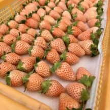 白いちごって美味しいの？なぜ白い？価格が高い訳や種類についても解説！｜産直の淡路産「淡雪」がお勧めな理由