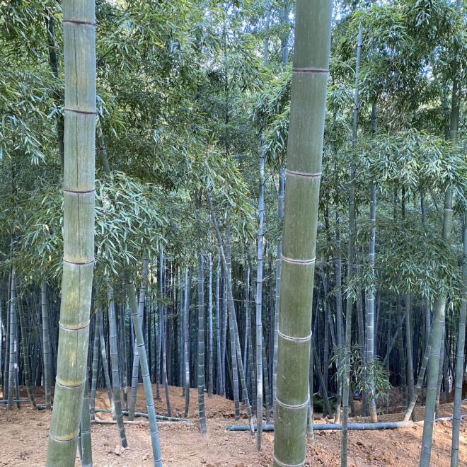 幻の筍『白子たけのこ』とは？特徴や旬はいつ？｜産地直送の通販