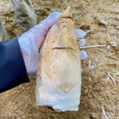 幻の筍『白子たけのこ』とは？特徴や旬はいつ？｜産地直送の通販から美味しい食べ方まで