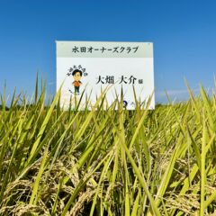 【2025年稲刈りレポート】TikTokで現場をライブ配信！「米5㎏5,000円」は本当に高いのか？