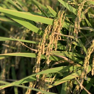 【低農薬米・ブランド米】元ラガーマンが作る熊本のお米をお取り寄せ