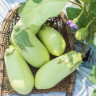 【徳島県阿波市】GOTTSO美〜®︎ナス（翡翠なす）※7月上旬〜10月中旬