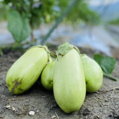 緑色のナスビ（翡翠ナス）とは？美〜ナスって何？｜GOTTSO美〜®️ナス｜おすすめレシピ