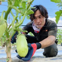 美〜ナス（翡翠ナス）の通販｜ナス嫌いも食べれる緑のナス｜阿波のご馳走