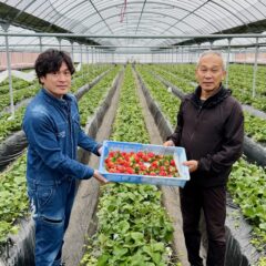 現役ラガーマンも育てる！宮崎育ちの「やよいひめ」春の食卓に、贅沢な彩りを。