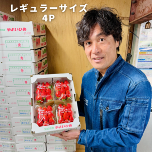 【宮崎県川南町】現役ラガーマンも作るいちご「やよいひめレギュラー」大畑ラグビーコラボ企画