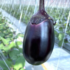 水ナスの旬は？普通のナスとの違いは？　大人気の通販《三浦農園の朝採れ特選水なす》