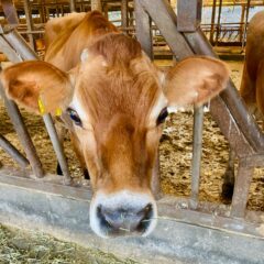 A2ミルクはなぜ人気？｜ジャージー牛乳と普通の牛乳の違い|希少なA2ジャージーミルクのお取り寄せ