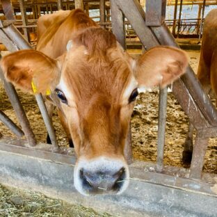 A2ミルクはなぜ人気？｜ジャージー牛乳と普通の牛乳の違い|希少なA2ジャージーミルクのお取り寄せ