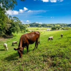酪農の危機｜お気に入りの牛乳を見つけて酪農を応援しよう！