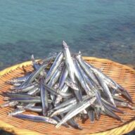 【鹿児島県】甑島産きびなご塩干し230g×2袋　(6袋まで追加可能）