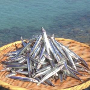 【鹿児島県】甑島産きびなご塩干し230g×2袋　(6袋まで追加可能）
