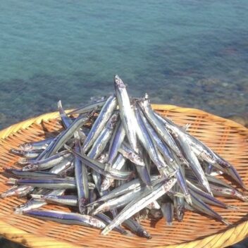 【鹿児島県】甑島産きびなご塩干し230g×2袋　(6袋まで追加可能）