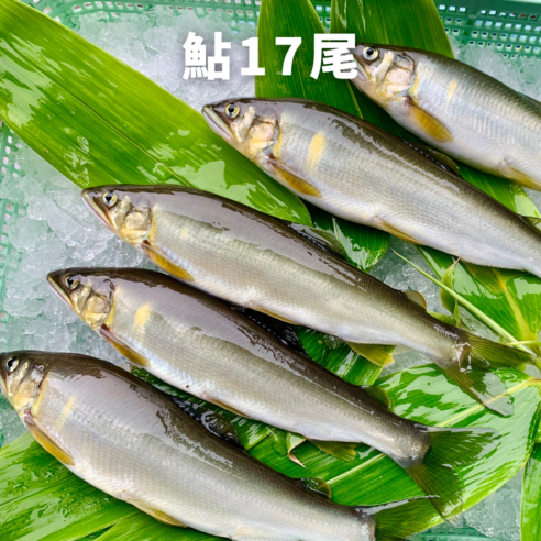 【和歌山県白浜】鮎（17尾）※6月上旬〜10月中旬