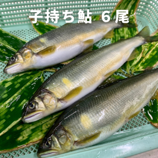 【和歌山県白浜】子持ち鮎 （6尾）※8月下旬〜9月下旬